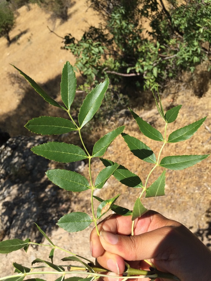 Fraxinus angustifolia