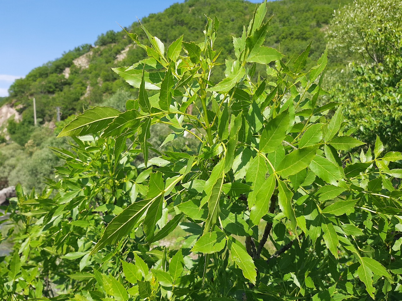 Fraxinus angustifolia