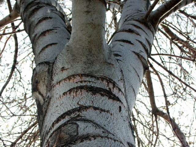 Fraxinus angustifolia