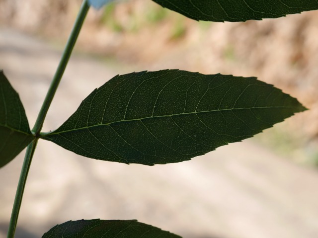 Fraxinus angustifolia