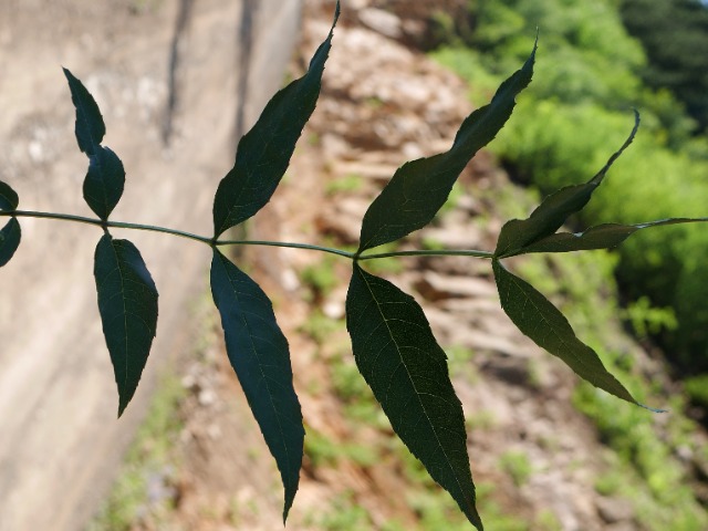 Fraxinus angustifolia