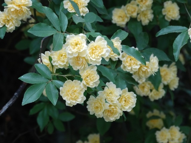 Rosa banksiae