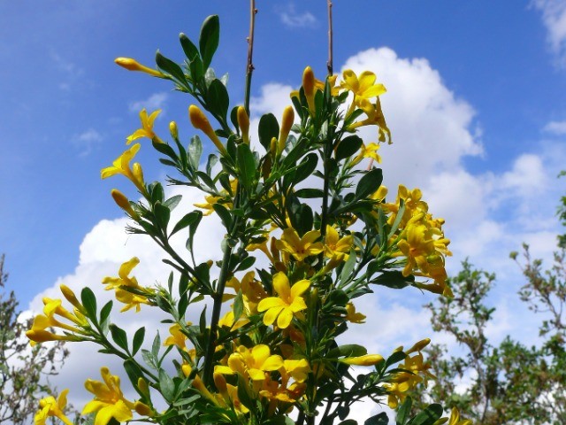 Jasminum fruticans