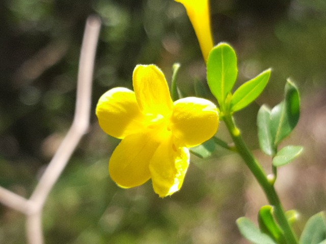 Jasminum fruticans