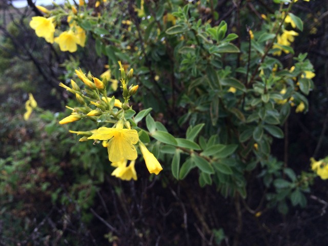 Jasminum fruticans