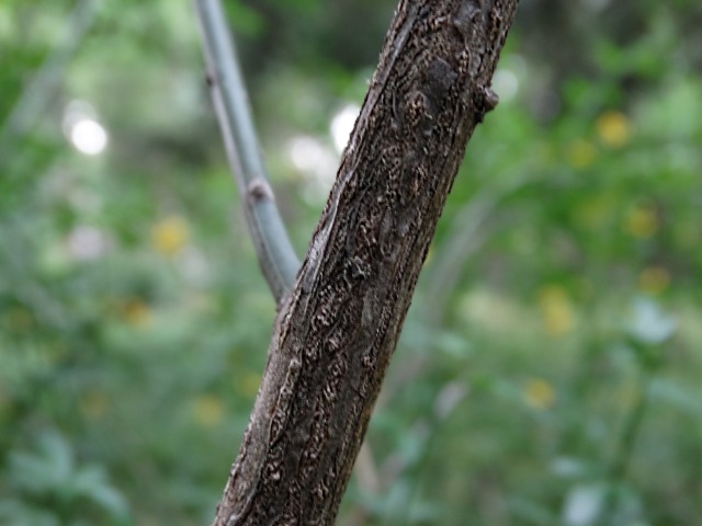 Jasminum fruticans