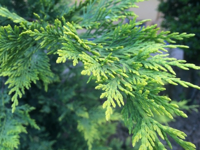 Calocedrus decurrens