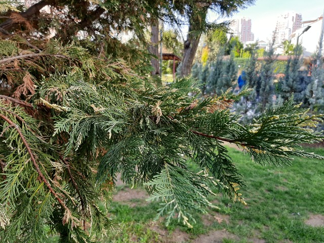 Calocedrus decurrens