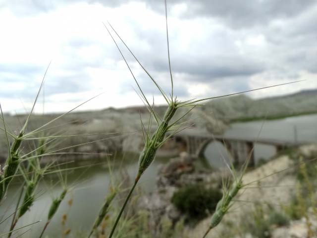 Aegilops triuncialis subsp. triuncialis