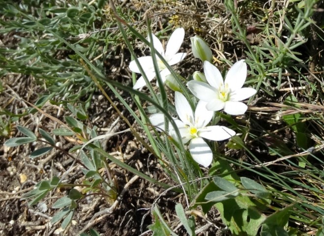 Ornithogalum umbellatum