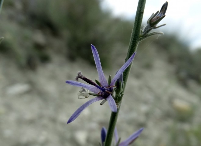 Asyneuma limoniifolium