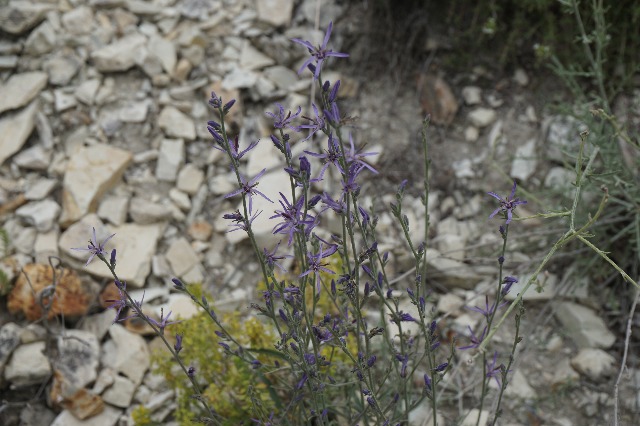 Asyneuma limoniifolium
