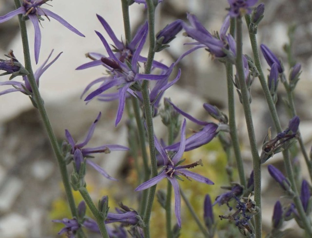 Asyneuma limoniifolium