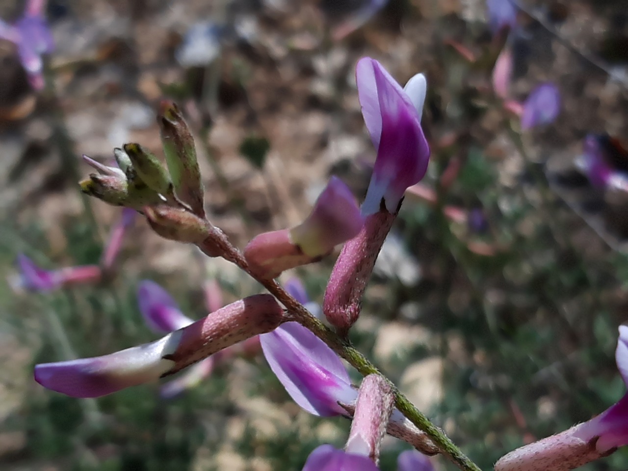 Astragalus beypazaricus