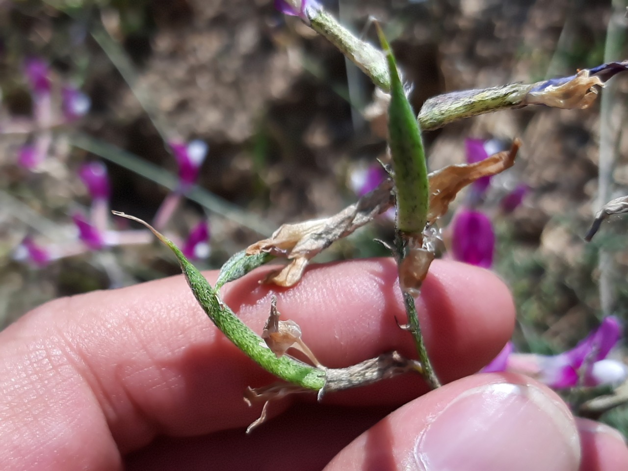 Astragalus beypazaricus