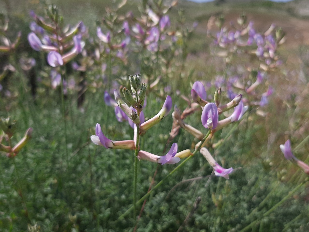 Astragalus beypazaricus