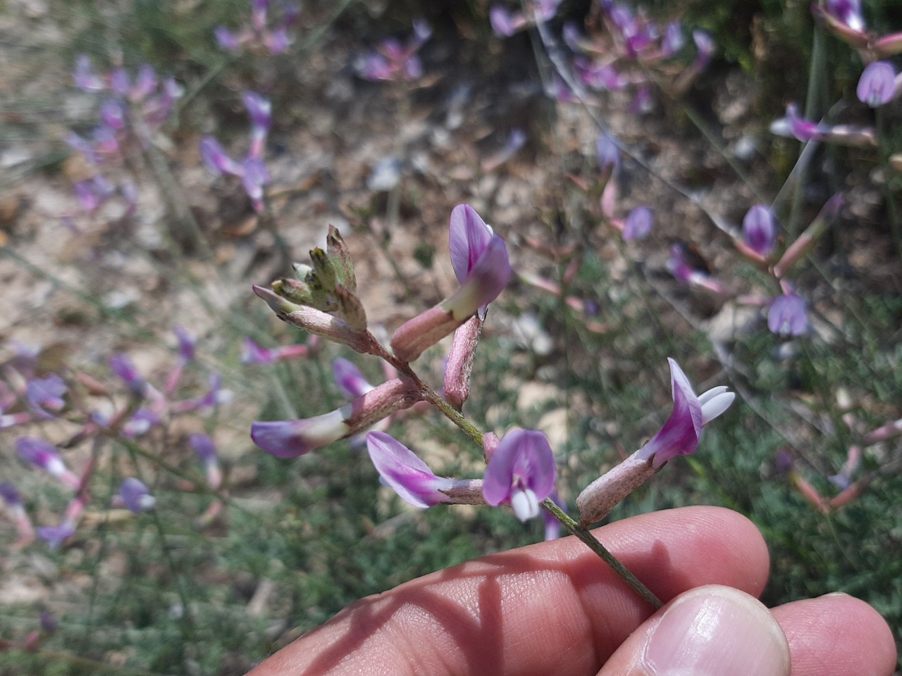 Astragalus beypazaricus