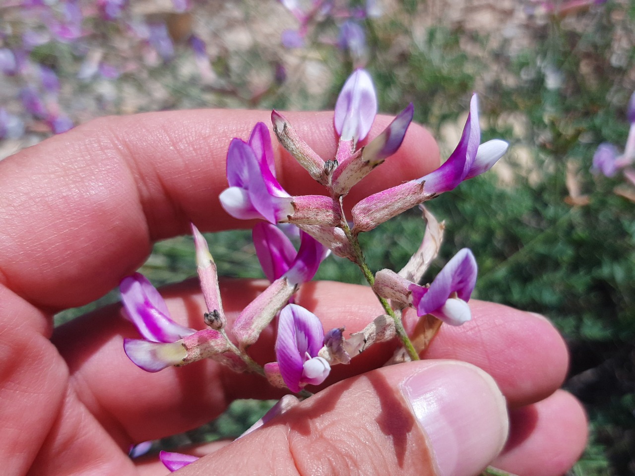 Astragalus beypazaricus