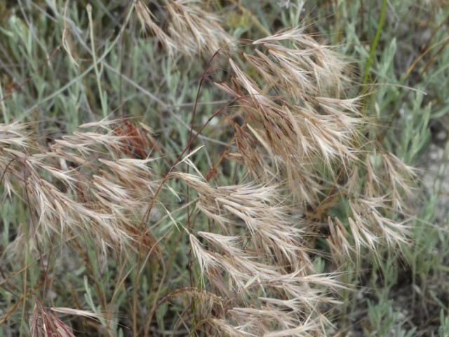 Bromus tectorum