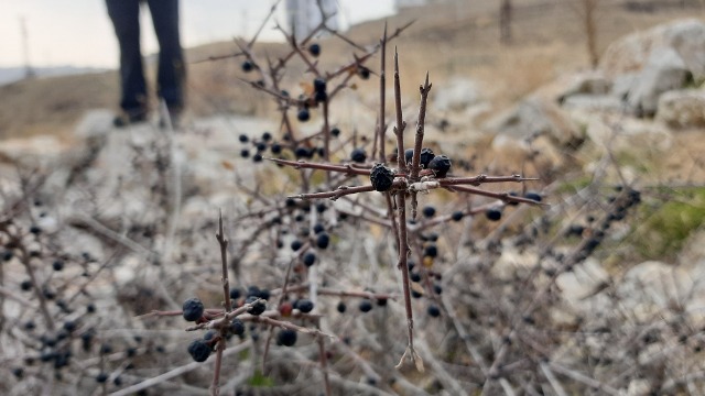 Rhamnus thymifolia