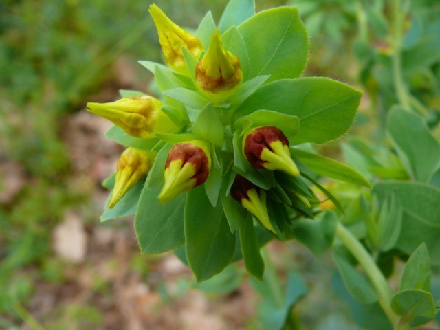 Cerinthe minor