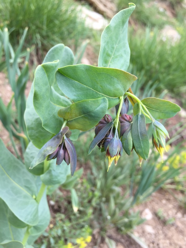 Cerinthe minor