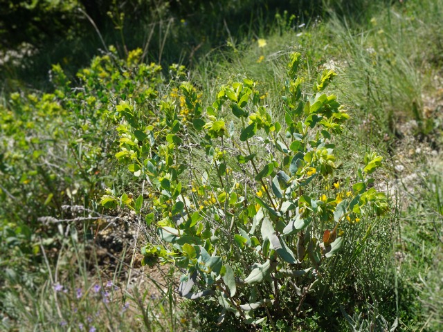 Cerinthe minor