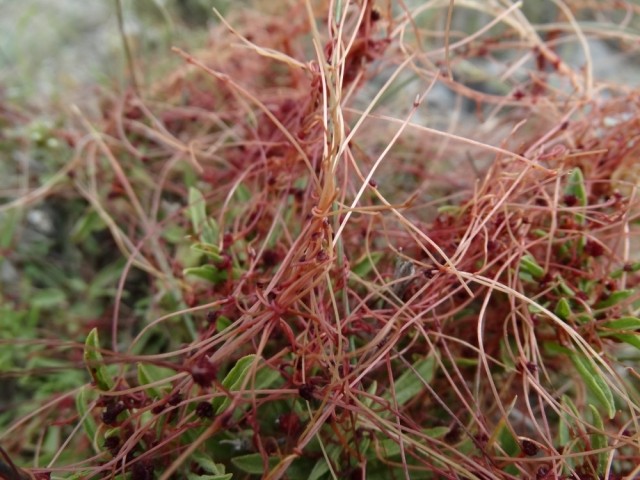 Cuscuta sp.