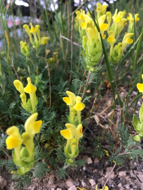 Scutellaria orientalis