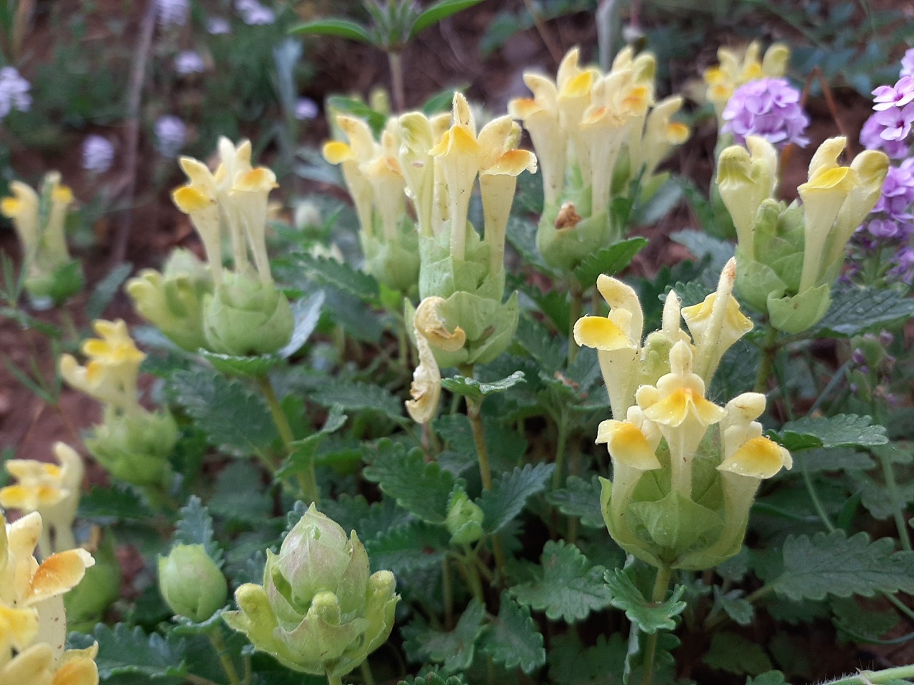 Scutellaria orientalis