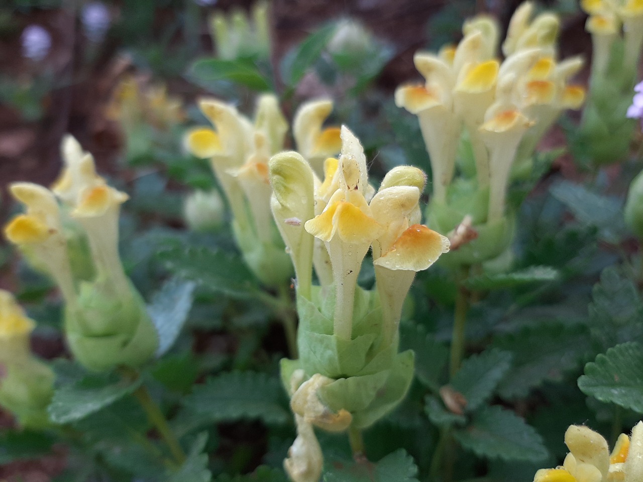 Scutellaria orientalis