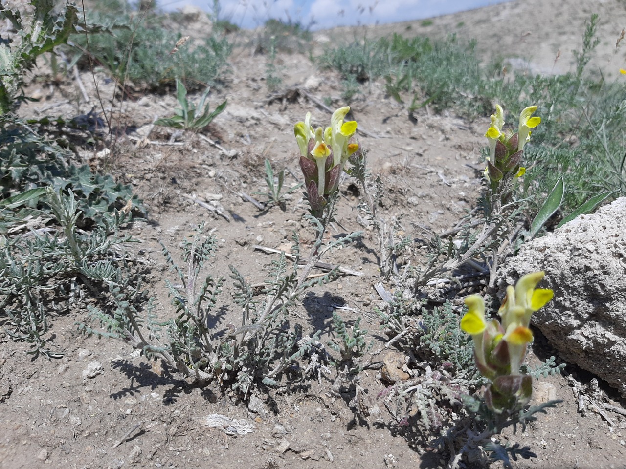 Scutellaria orientalis