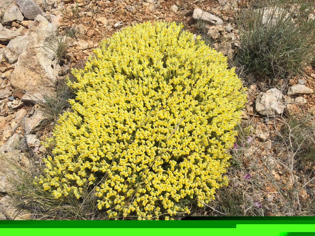 Scutellaria orientalis