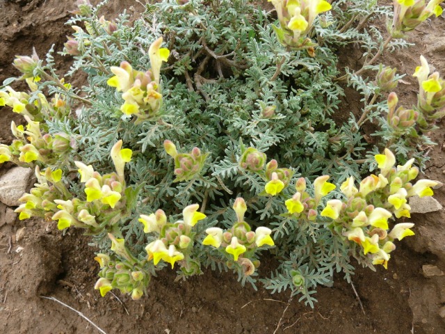 Scutellaria orientalis