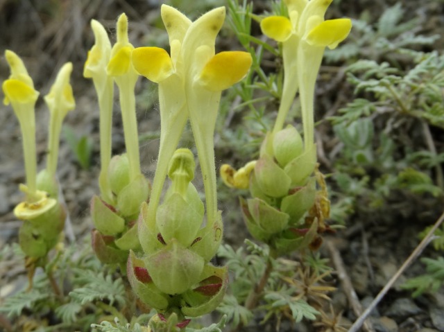 Scutellaria orientalis