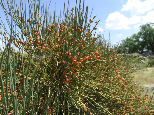 Ephedra major