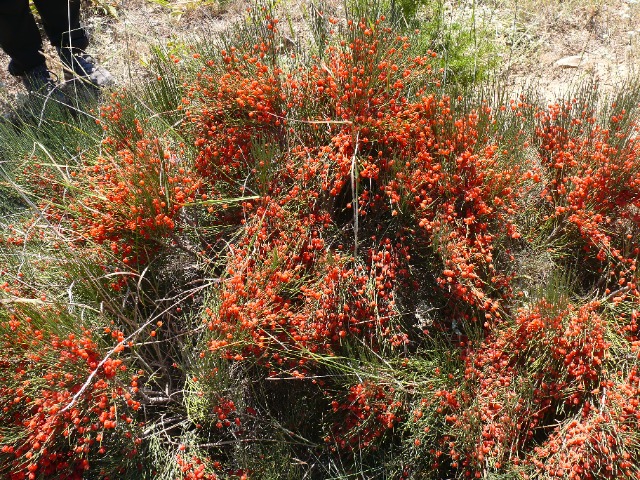 Ephedra major