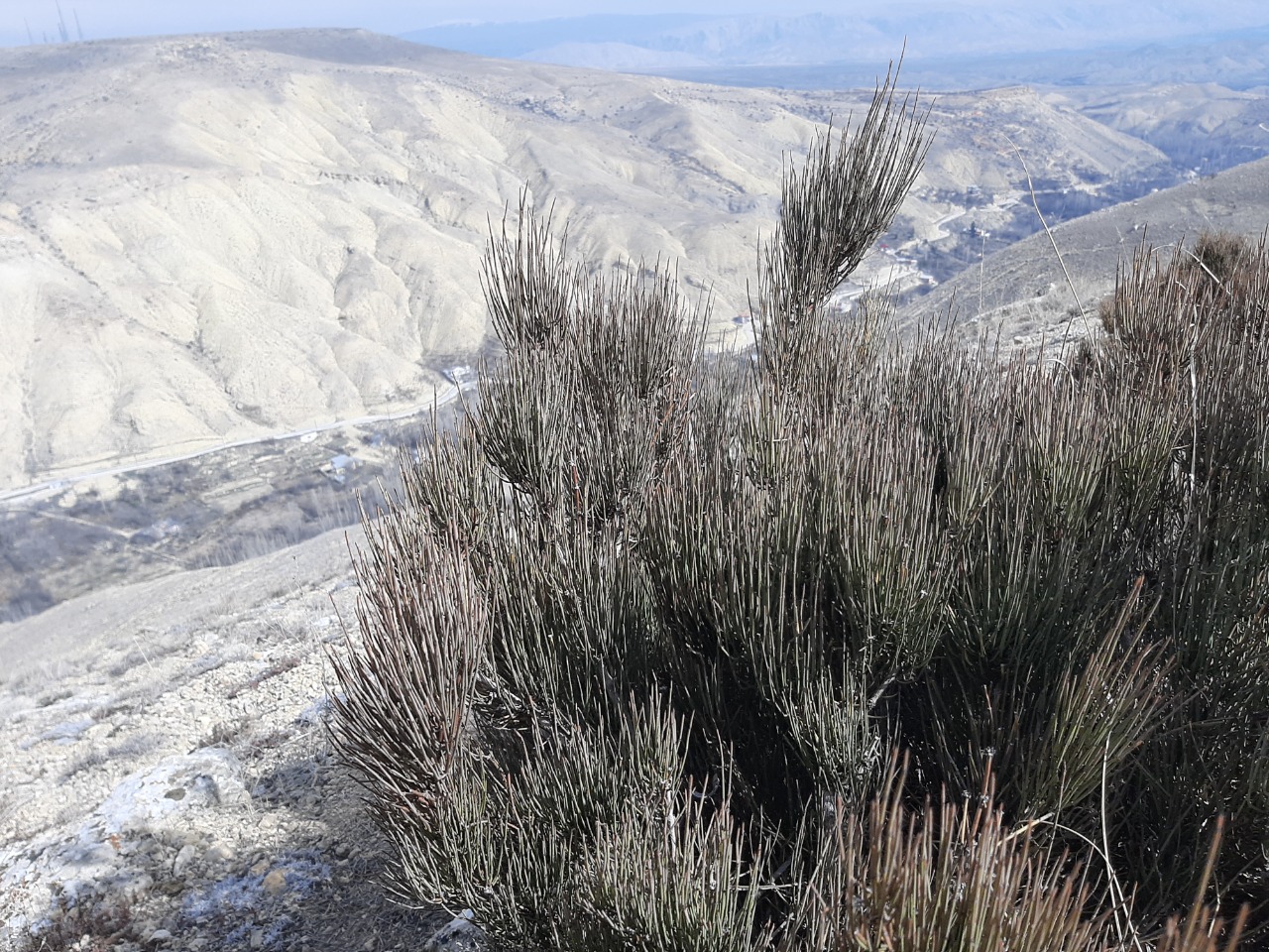 Ephedra major