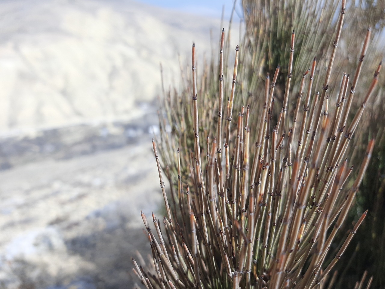 Ephedra major