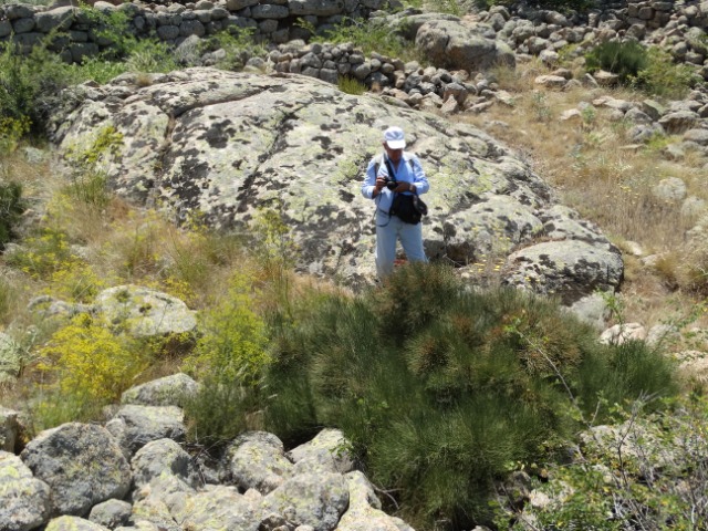 Ephedra major