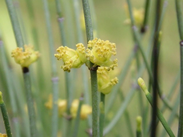 Ephedra major