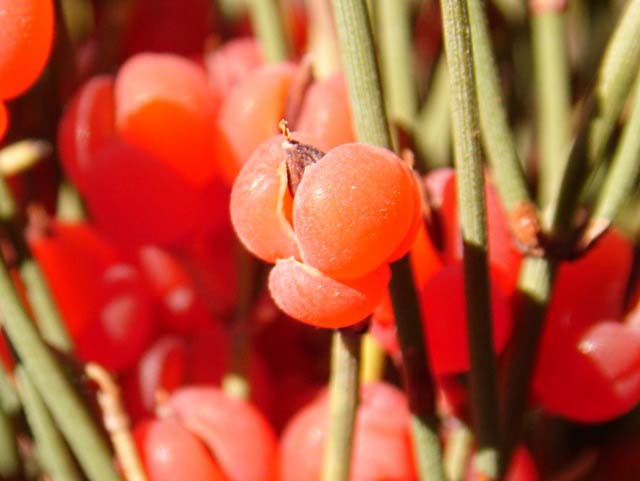 Ephedra major