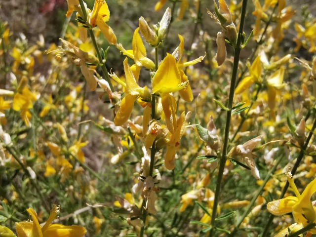 Genista aucheri