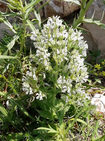 Salvia aethiopis