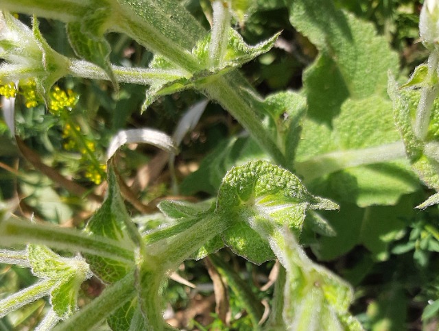 Salvia aethiopis