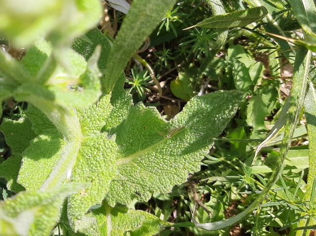 Salvia aethiopis