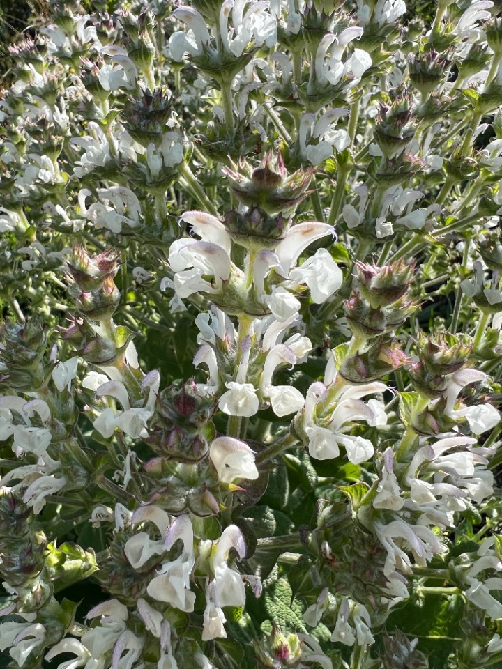 Salvia aethiopis