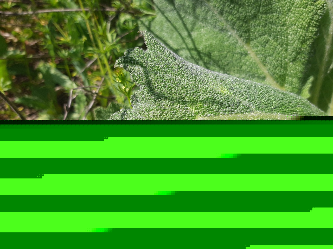 Salvia aethiopis