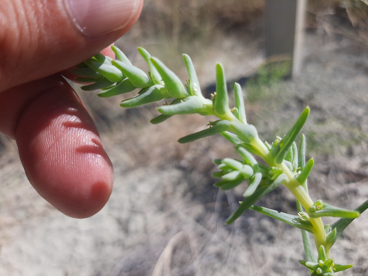 Salsola grandis