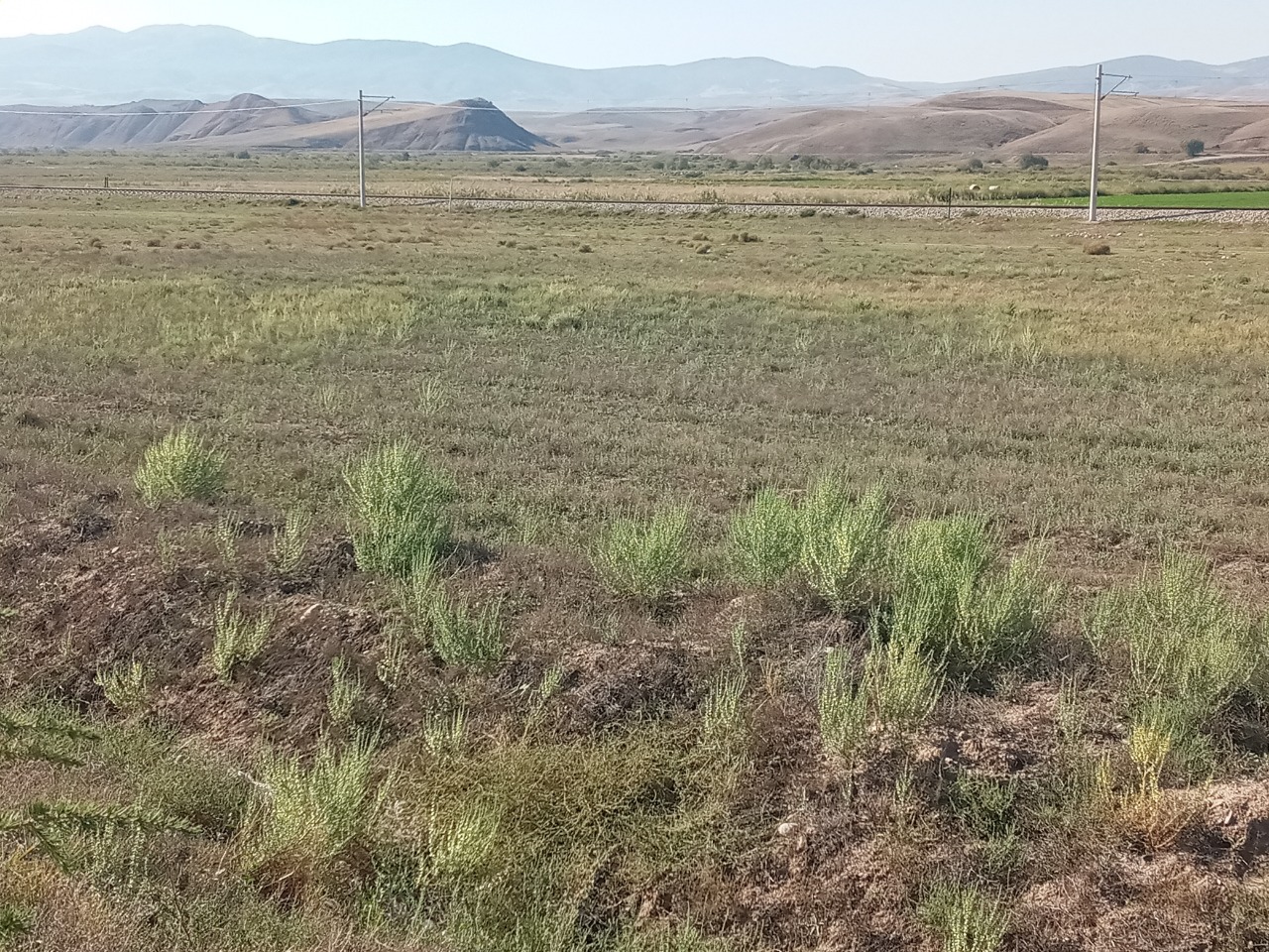 Salsola grandis